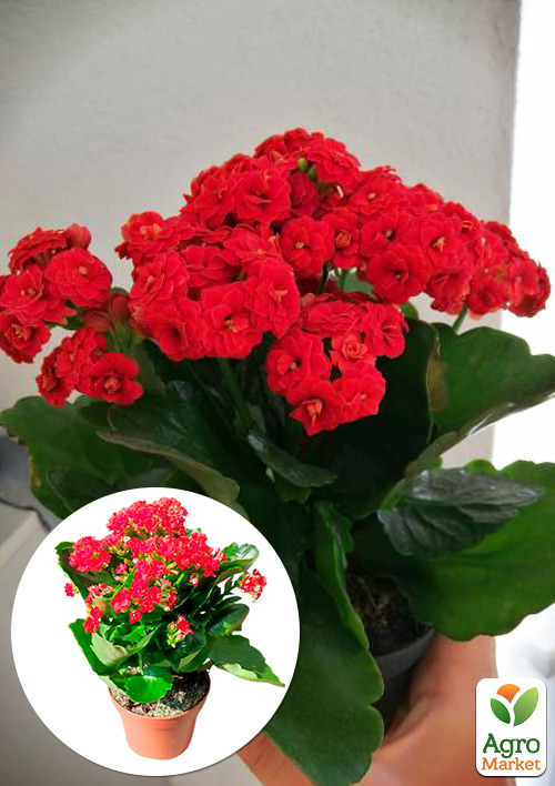Каланхое Блоссфельда "Red" (Kalanchoe Blossfeldiana) (Нідерланди)