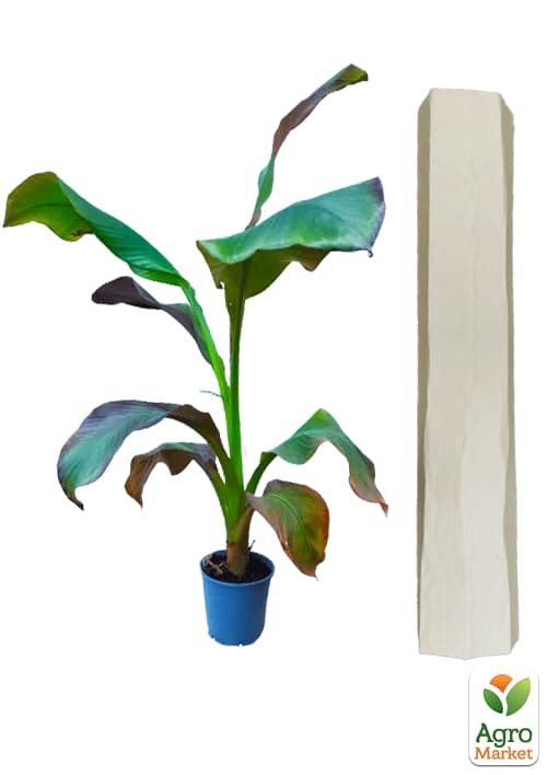 Банан Червоний (Ensete Maurelli) "Red Banana" - фото 2