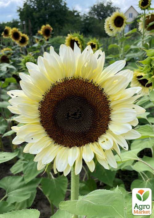 Подсолнечник декоративный "Procut White" ТМ "Vesna Select" 20шт - фото 3