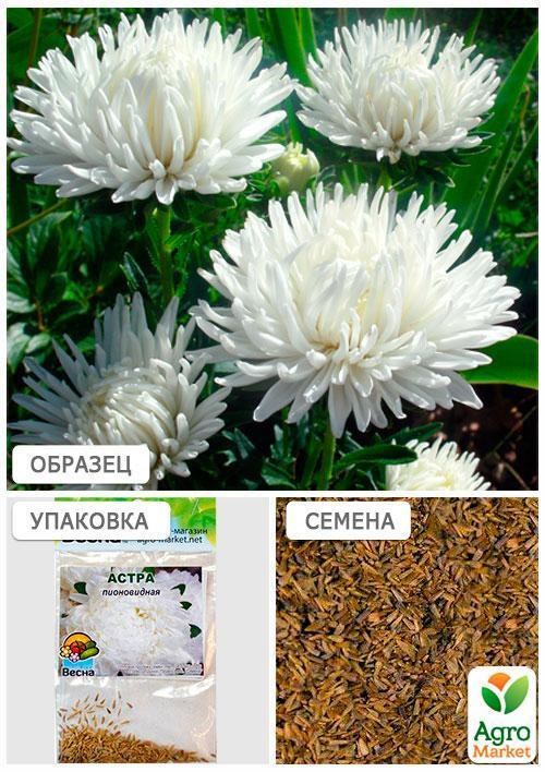 Айстра "Півоновидна біла" (Зипер) ТМ "Весна" 0,5г - фото 3