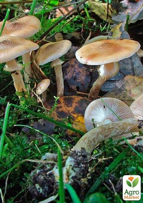 Міцелій на дубових брусочках "Опеньок цибулинноногий" 10шт