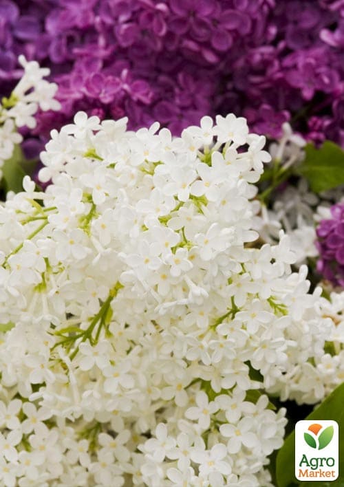 Сирень обыкновенная "Микс сортов" - фото 6