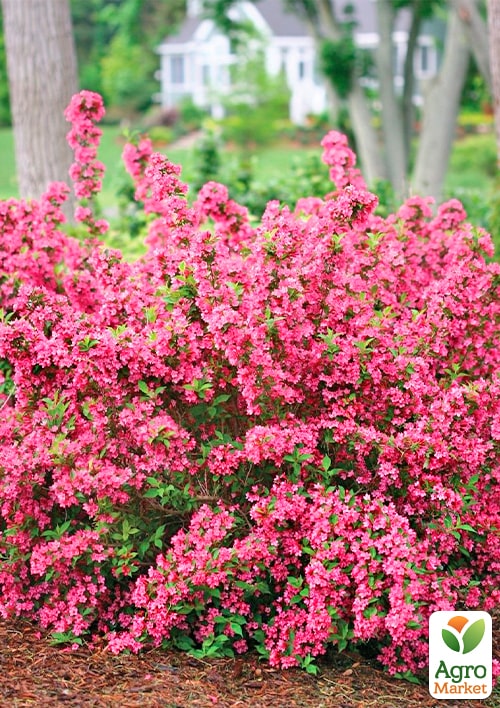 Вейгела "Brigella" (Пестролистная) - фото 2