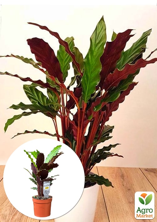 Калатея "Rufibarba"