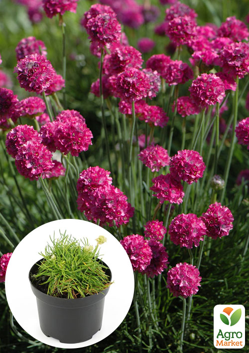 Армерія приморська "Dusseldorfer Stolz"