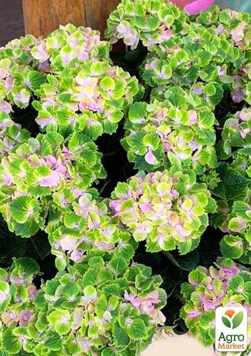 LMTD Гортензия крупнолистная цветущая 4-х летняя "Rembrandt Vibrant Verde" (40-60см)