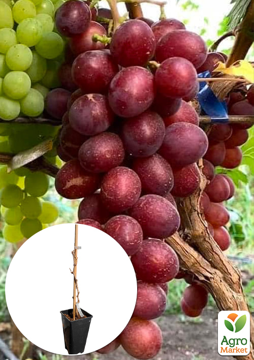 Виноград десертний "Великан" (вкорінений саджанець у контейнері)