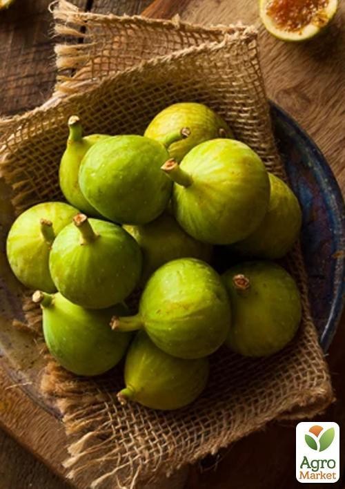 Інжир "Кримський 44" з плодом (вік 1,5 року)