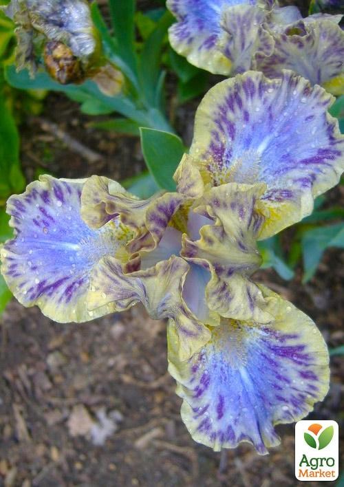 Ирис карликовый "Leopard Print"  - фото 2