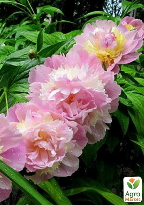 Півонія трав'яниста "Raspberry Sundae" 1шт в упаковці - фото 2