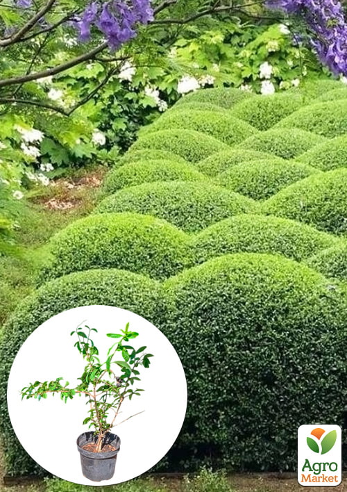 Бирючина обыкновенная (Ligustrum vulgare), С2 высота 25-35см