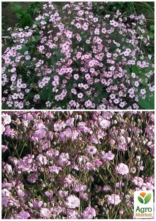 На развес Гипсофила розовая ТМ "Весна" цена  за 2г - фото 2