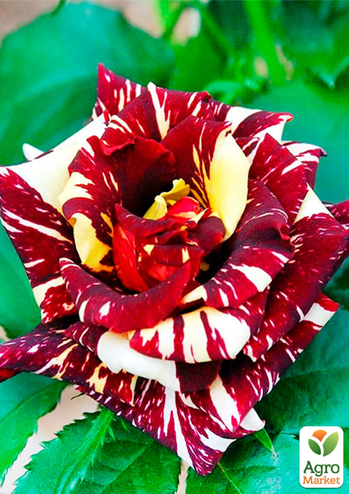 Роза чайно-гибридная "Абракадабра" (Abracadabra®) (саженец класса АА+) высший сорт - фото 2