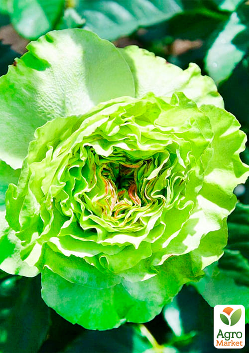 Троянда чайно-гібридна "Super Green" (саджанець класу АА +) вищий сорт - фото 5