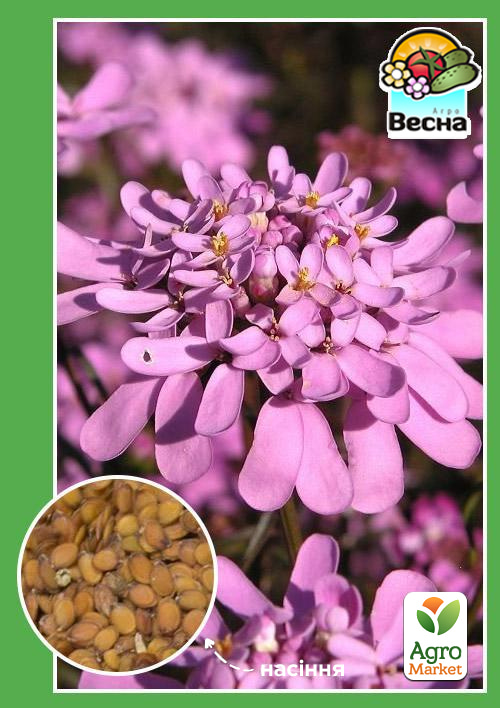 Іберіс "Парасольковий" ТМ "Весна" 0.3г