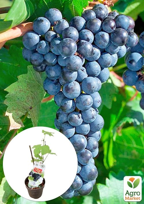 LMTD Виноград "Schuyler" (сортовий, укорінений)