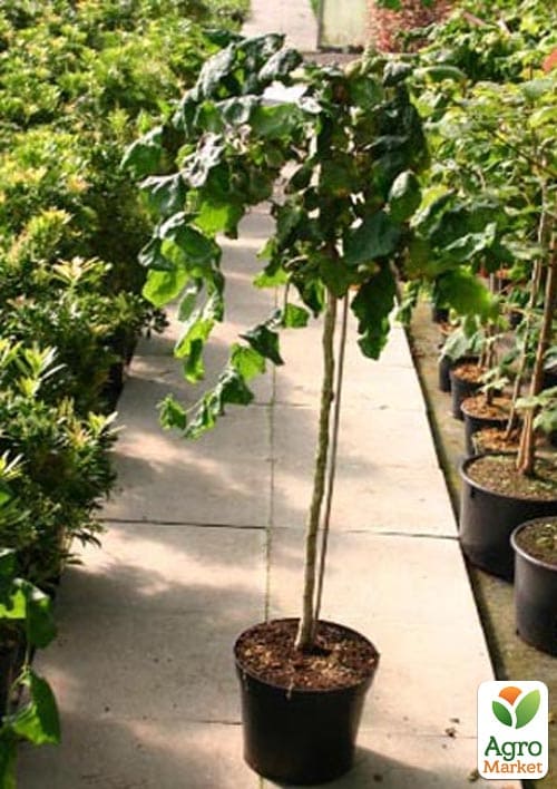 Фундук на штамбе обыкновенный "Contorta"  высота 1,2-1,4м - фото 5