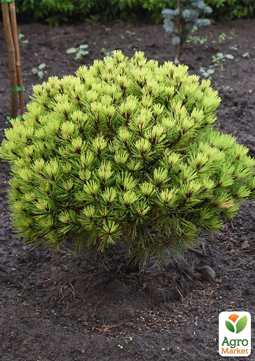 Сосна густоцветковая "Low Glow" С7.5, диаметр 35-45см
