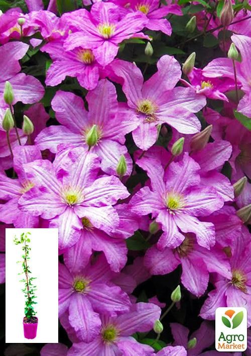 Клематис 3-х річний "Comtesse de Bouchaud" С2