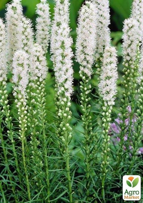 Лиатрис "Белый" 5шт