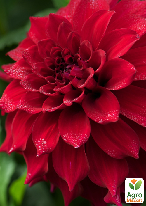 Георгина "All Directions" (гигантский цветок)