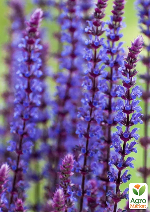 Шалфей Дубравный "Caradonna" С2 - фото 2
