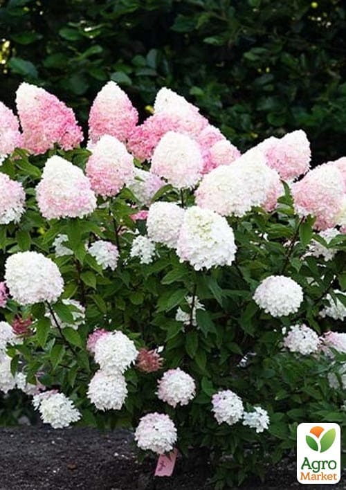 Гортензія волотиста "Pink & Rose" вазон Р9 - фото 2