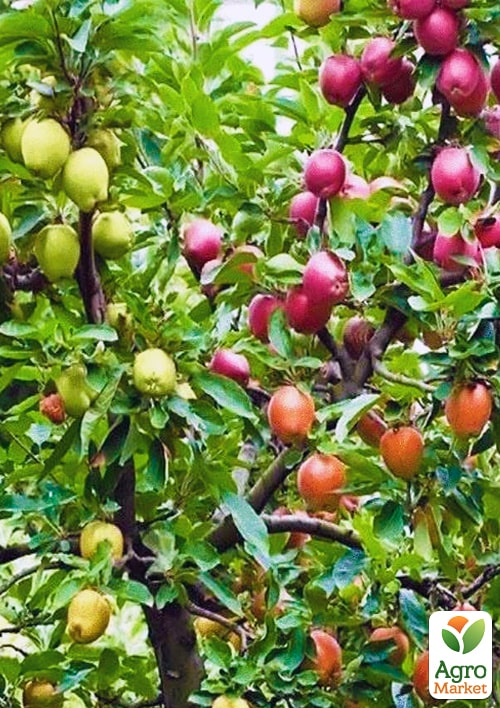 Уценка Дерево-сад Яблоня