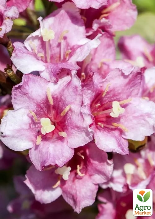 Вейгела "Wings Of Fire"  - фото 5