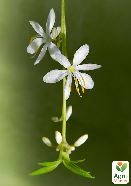 Хлорофитум Вариегата - фото 6