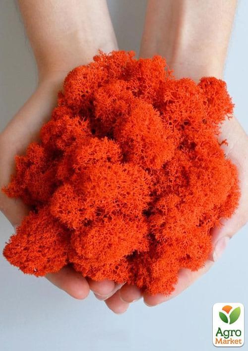 Норвежский мох стабилизированный  "Оранжевый"  500 г - фото 2