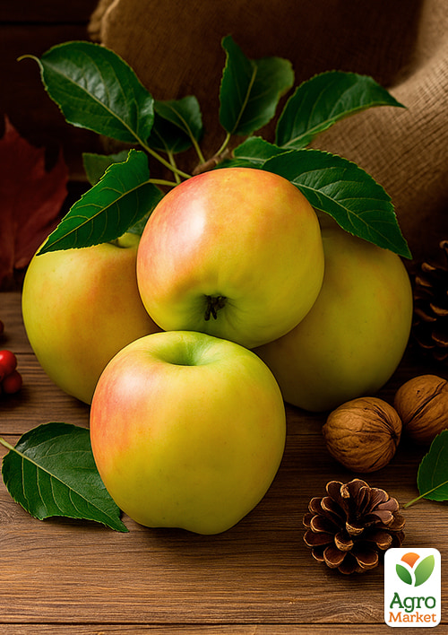 Яблоня "Луна Голд" (зимний, суперсладкий сорт) - фото 4