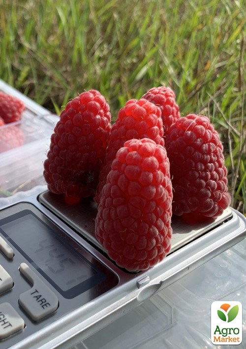 Малина "Пшехіба" Przehyba (ультрарання, великоягідна, солодка) - фото 2