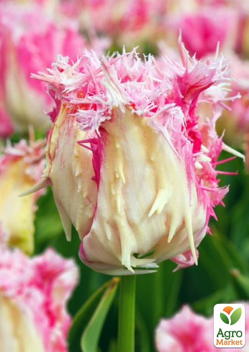 Тюльпан "Drakensteyn" 