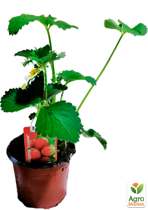 LMTD Клубника-земляника "Korona" (гибрид, ранний срок созревания)   - фото 3