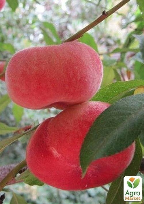 Инжирный персик "Сатурн" укорененный в контейнере (саженец 2 года) - фото 4