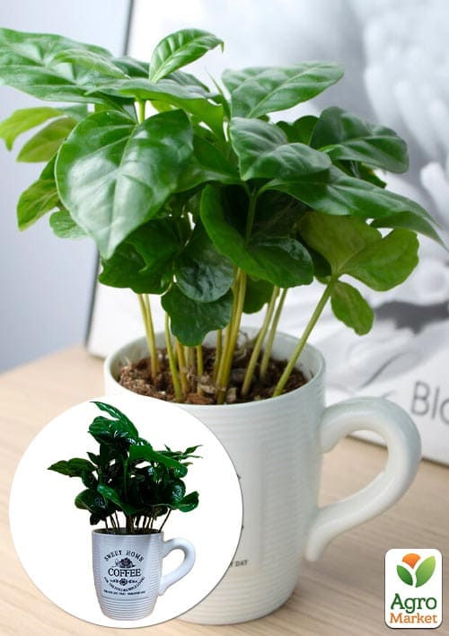 Кофе "Arabica coffee" (в керамической чашке)