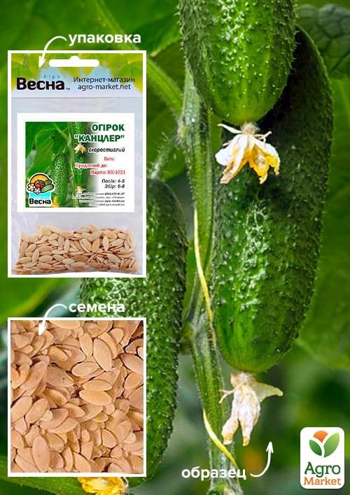 Огурец "Канцлер" (Зипер) ТМ "Весна" 0.5г