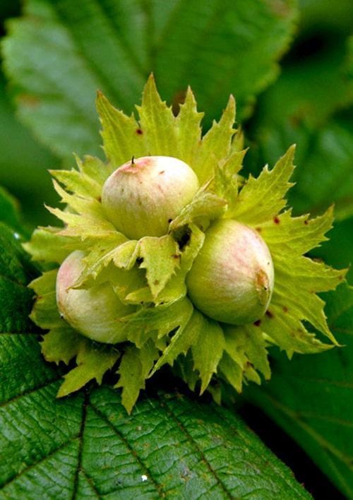 Эксклюзив! Фундук "Бомба" (Bomb) (премиальный, высокоурожайный сорт)