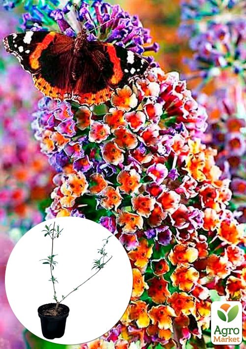 Буддлея Давида 2х летняя "Flower Power" С2