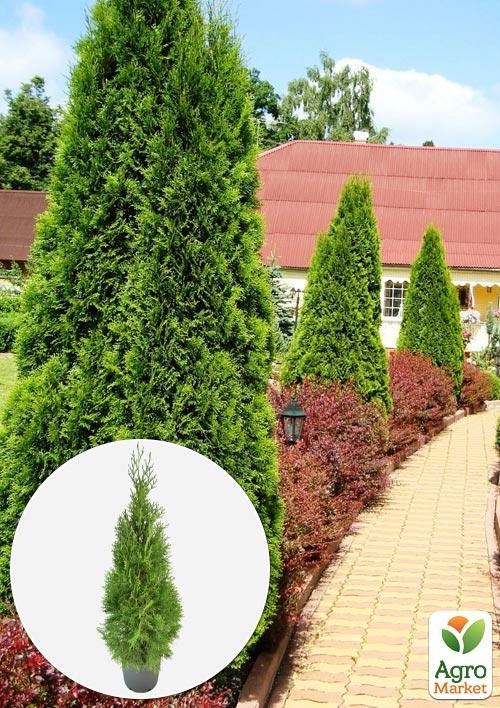 Хвоя Новорічна «Christmas Thuja» (Різдвяна туя) (висота 40-50см)