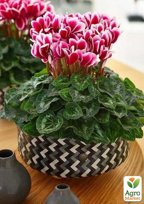 Цикламен персидский "Cherry"