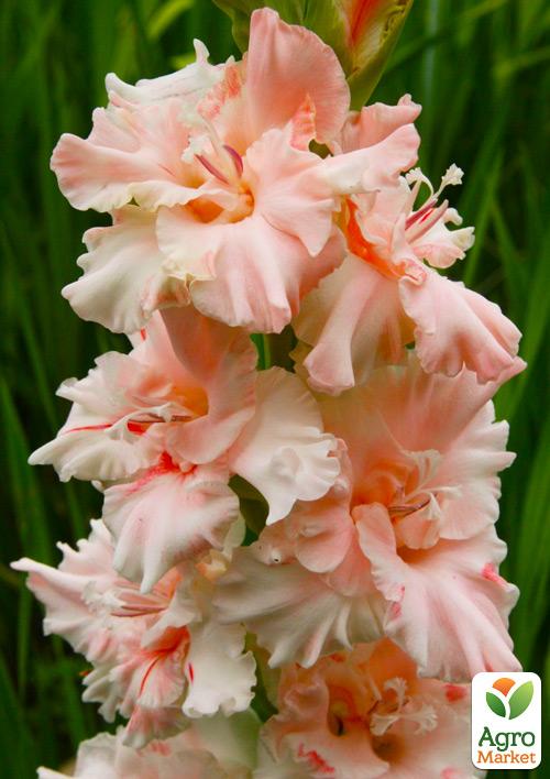 Гладиолус "Crispy Frizzle" 3шт
