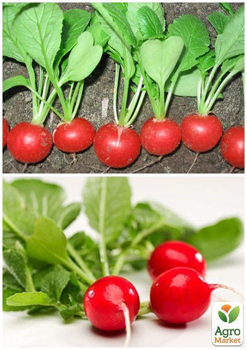 На развес Редис "Рова" ТМ "Весна" цена за 10г - фото 4