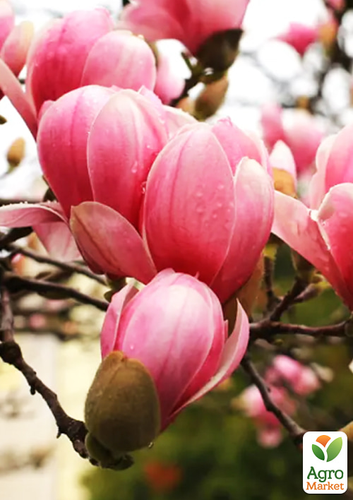 Магнолия "Lennei" (Ленней)  - фото 5