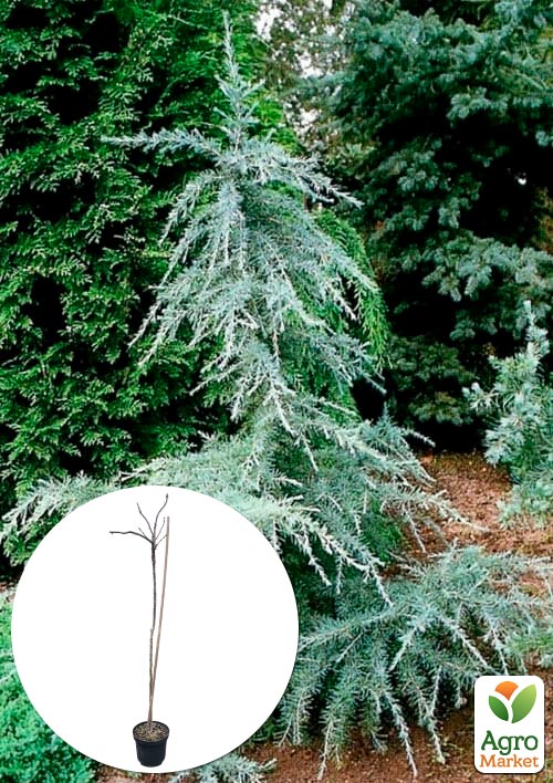 Кедр Гималайский "Karl Fuchs" С3, высота 20-40 см