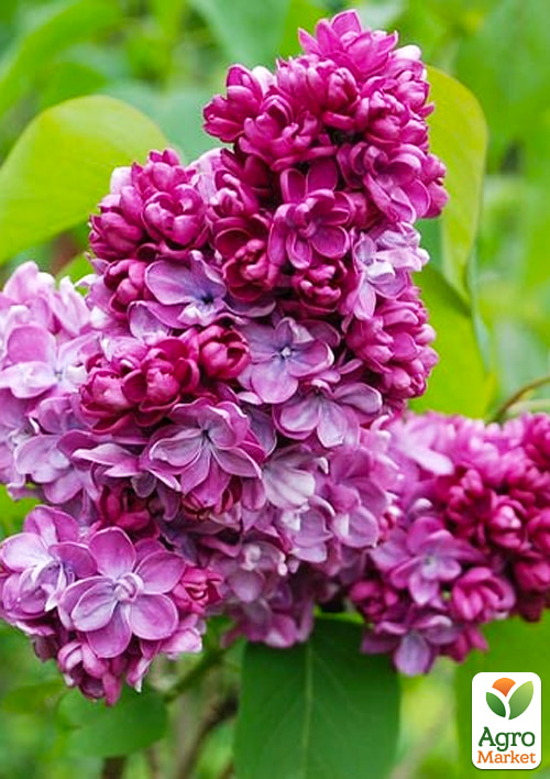 Бузок махровий "Paul Thirion" - фото 2