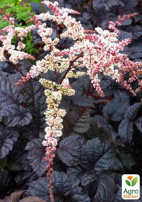 Астильба японская Темнолистная "Chocolate Shogun" 