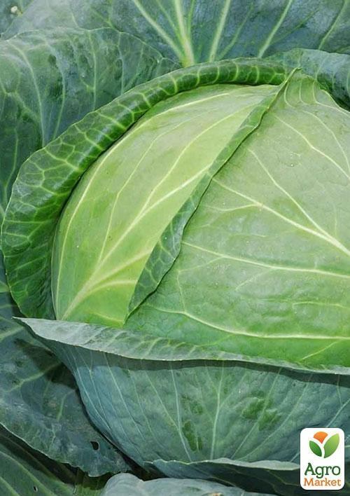 Капуста "Амагер" (в банке) ТМ "Весна Органик" 15г