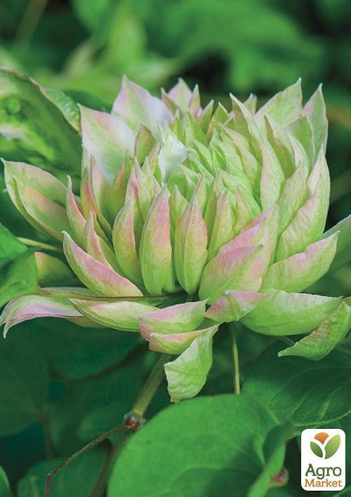 Клематис "Se-No-Kaze" - фото 7